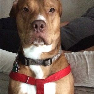 Meet your Posher, Brook